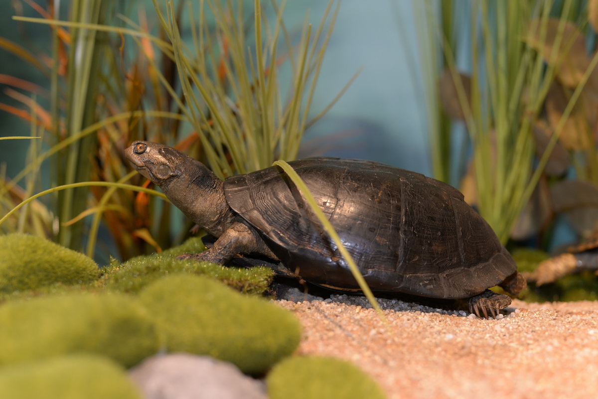 jurassica exposition tortue