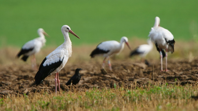 cigogne blanche
